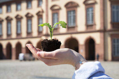 Ein Setzling mit Erde wird von einer Hand gehalten, im Hintergrund ist das Mannheimer Schloss zu sehen