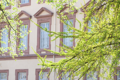 Schlossfassade und Zweige mit hellgrünen Blättern