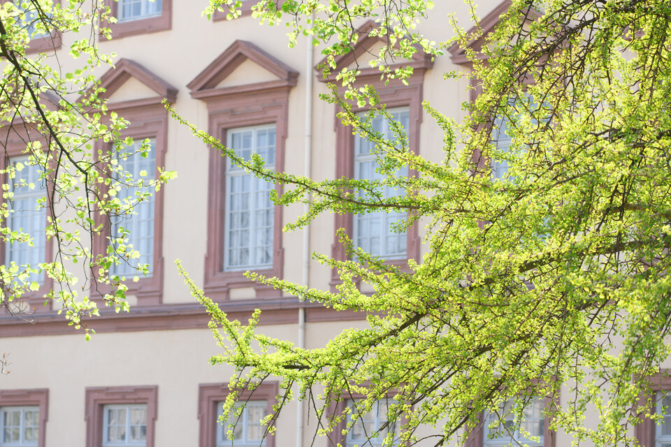 Schlossfassade und Zweige mit hellgrünen Blättern