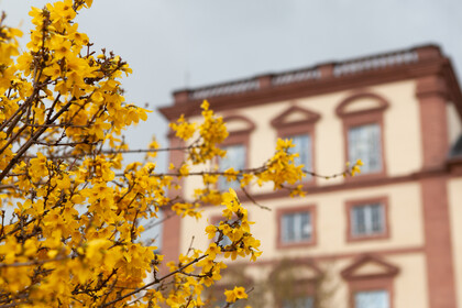 Gelbe Blumen in Nahaufnahme, dahinter verschwommen die Universität Mannheim