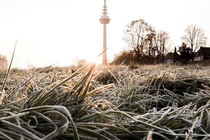 Aufnahme einer Wiese. Im Hintergrund sieht man den Mannheimer Fernsehturm.