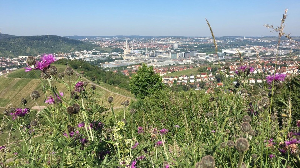 Aussicht auf Stadt von einem grünen Hügel mit Blumen im Vordergrund