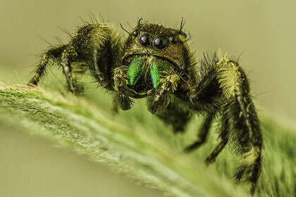 Eine haarige Spinne sitzt auf einer Oberfläche.