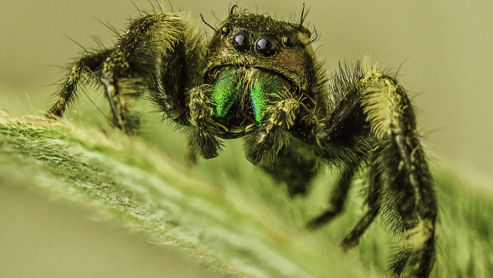 Eine haarige Spinne sitzt auf einer Oberfläche.