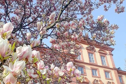 Im Vordergrund sind Blumen eines Baumes zu sehen und im Hintergrund einen Teil der Universität Mannheim.