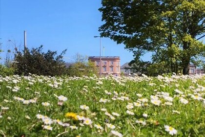 Eine blühende Wiese vor einem blauen Himmel und Bäumen, im mittleren Hintergrund klein das Barockschloss.