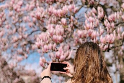 Eine Frau fotografiert mit ihrem Smartphone auf dem Campus der Universität einen prächtig blühenden Magnolienbaum. Link: Instagram-Post Absolventum Photo Contest 2023