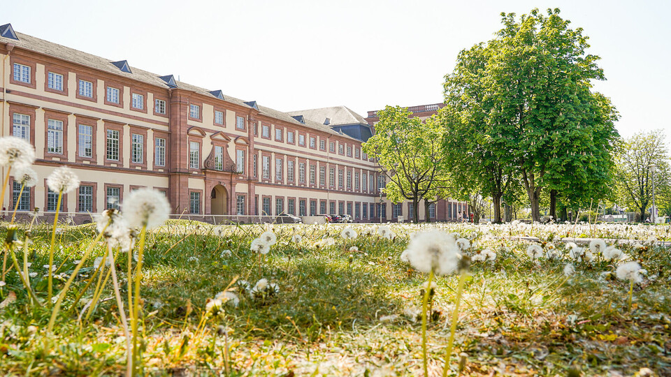 Frühlingsimpressionen Schloss Viele Pusteblumen stehen auf der Mensawiese vor dem Schloss.