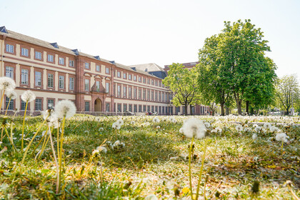 Viele Pusteblumen stehen auf der Mensawiese vor dem Schloss.