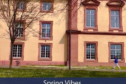 Grüne Wiese mit Gänseblümchen vor einem Gebäudeflügel des Schloss Mannheim. Link: Instagram Post Frühling