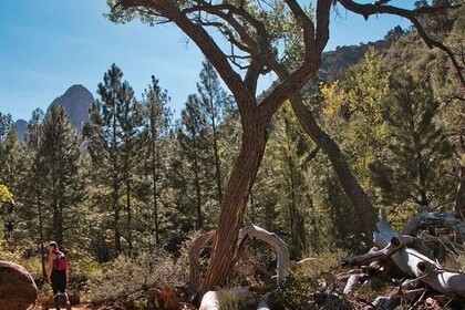 Aufnahme eines Baumes in einem Nationalpark-